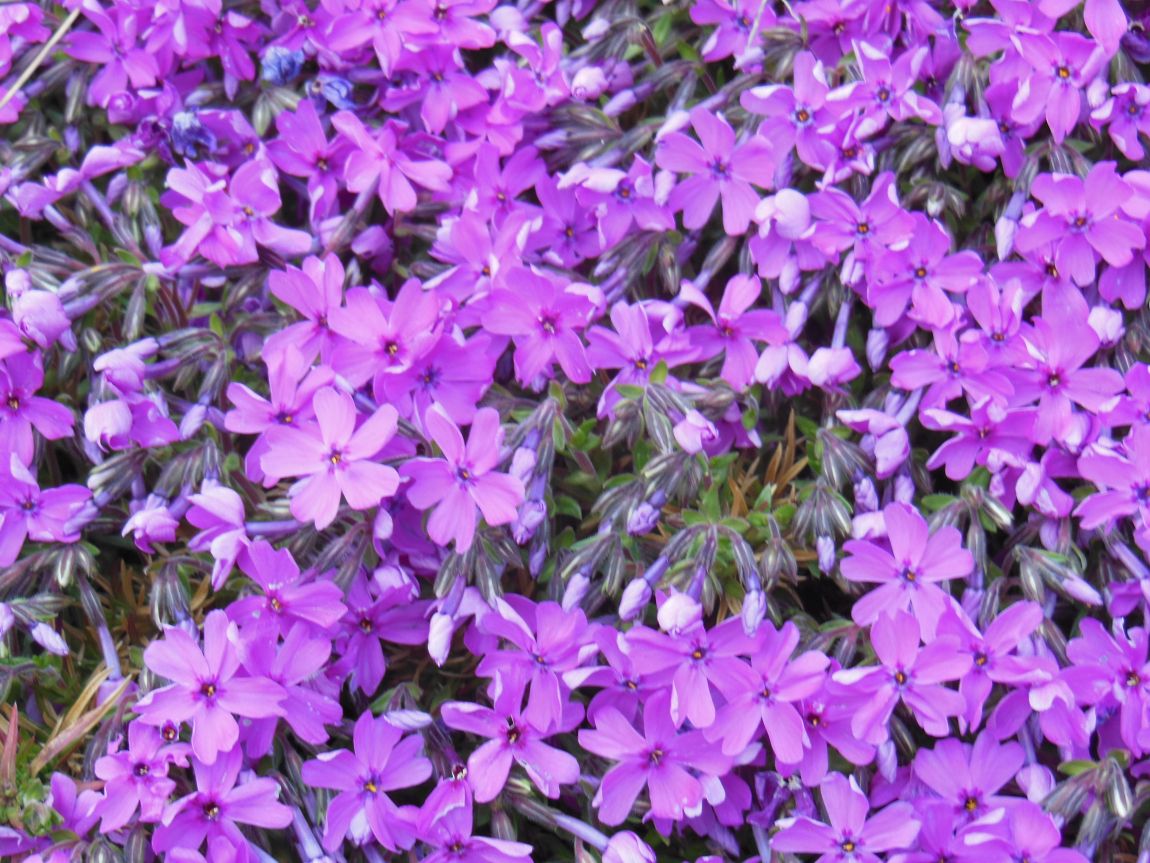 DSCN0722.JPG