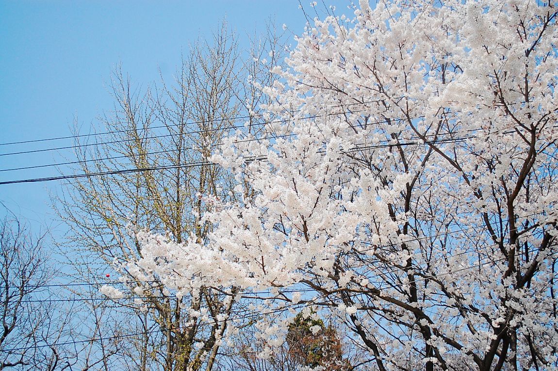 ٹ̱_DSC_0033.JPG