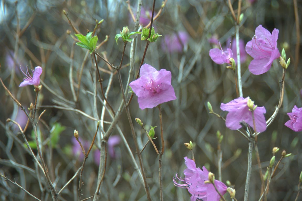 DSC08877.jpg