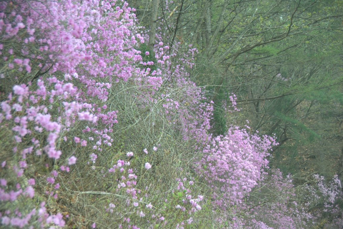 DSC08878.jpg