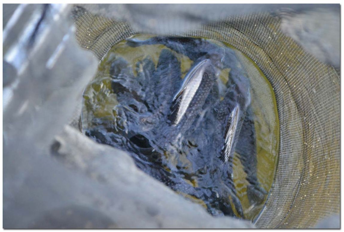 Untitled-2 copy 14.jpg