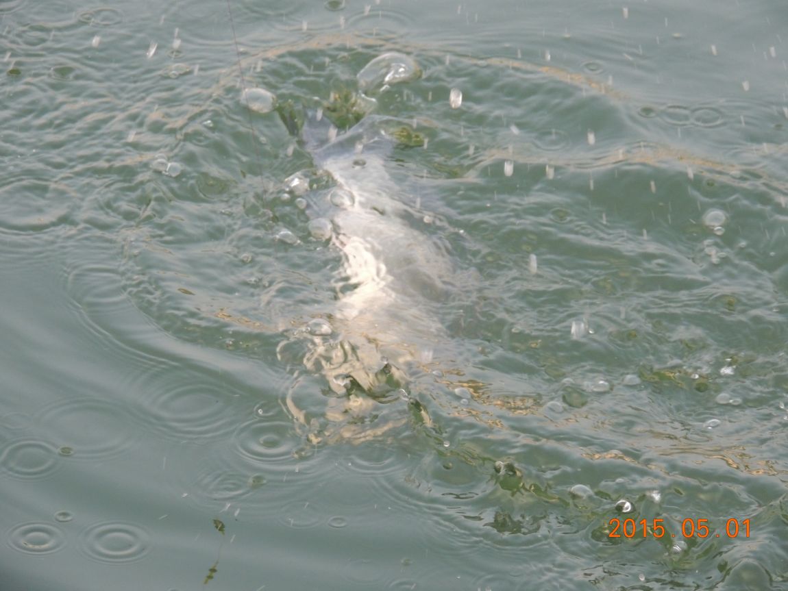DSCN4974.JPG