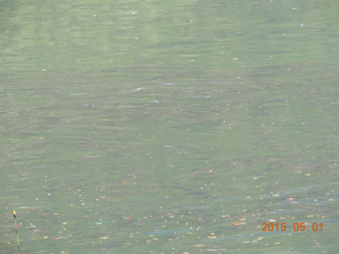 DSCN4985.JPG