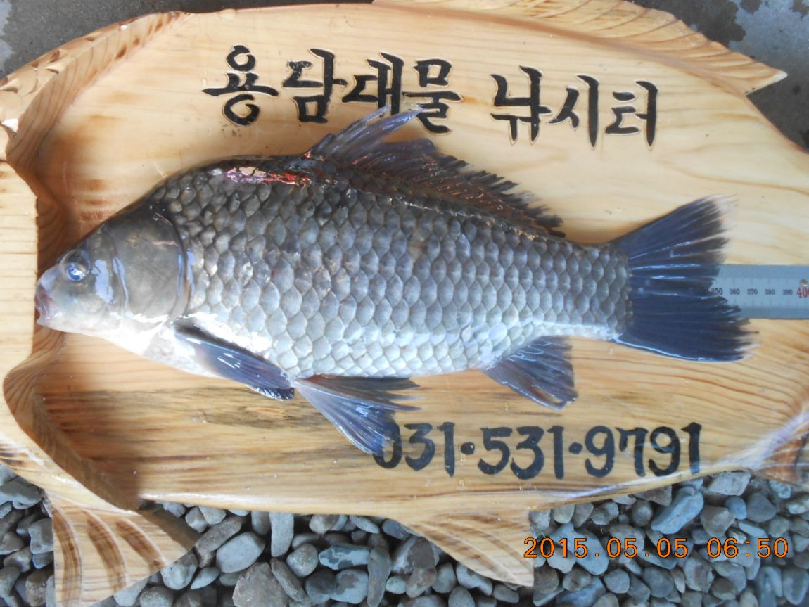 DSCN3553 - 纻.JPG