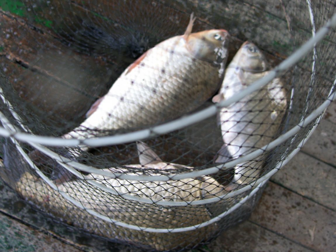 SH100450.JPG