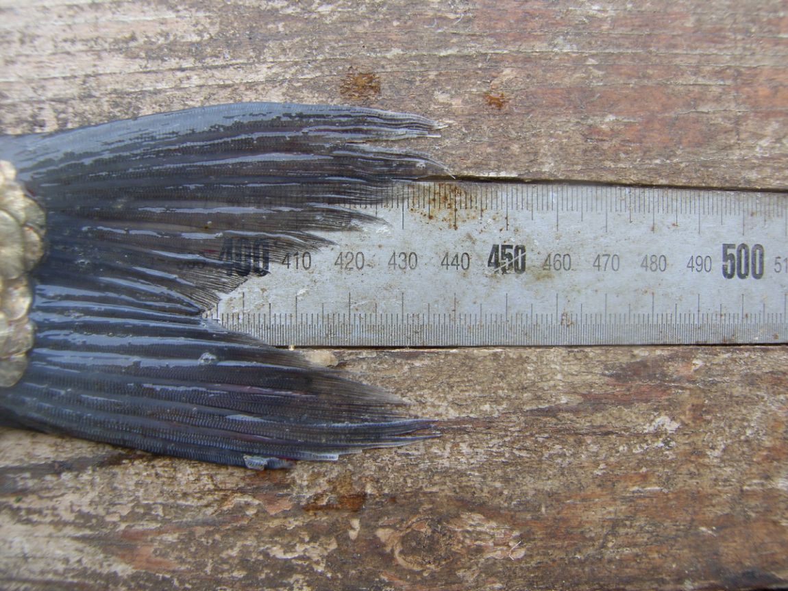 SH100452.JPG