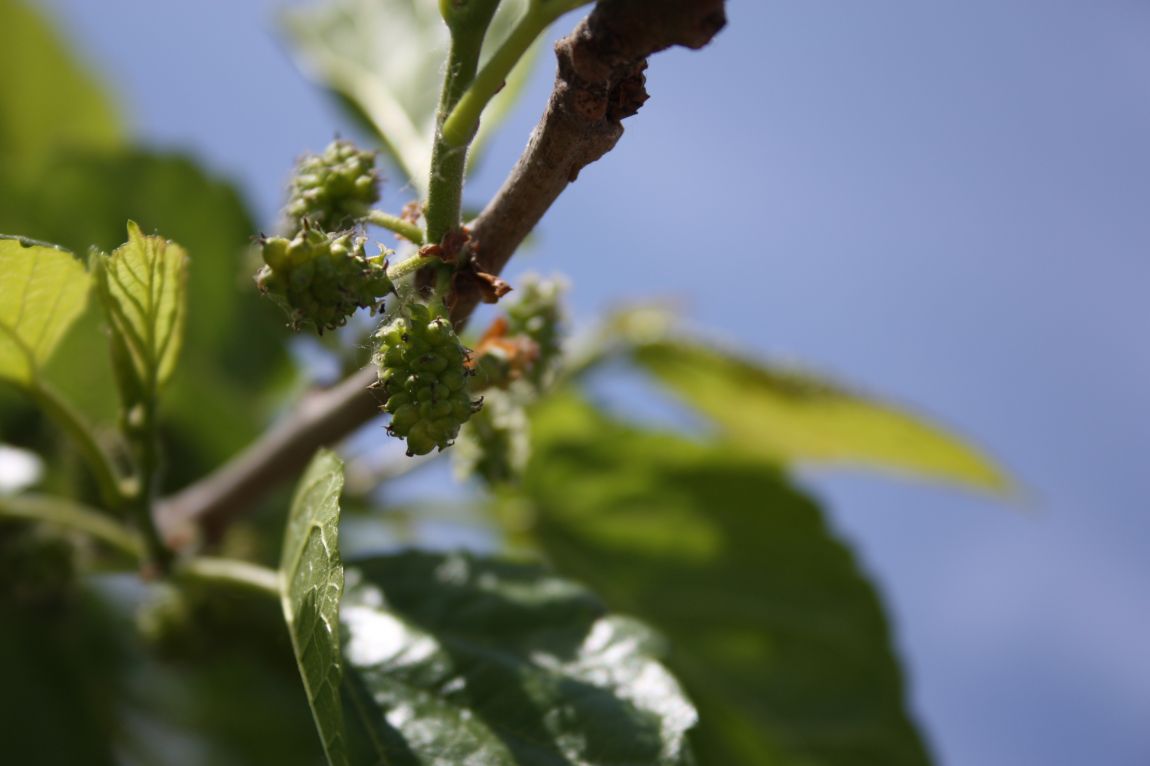 5��21�� 119.JPG