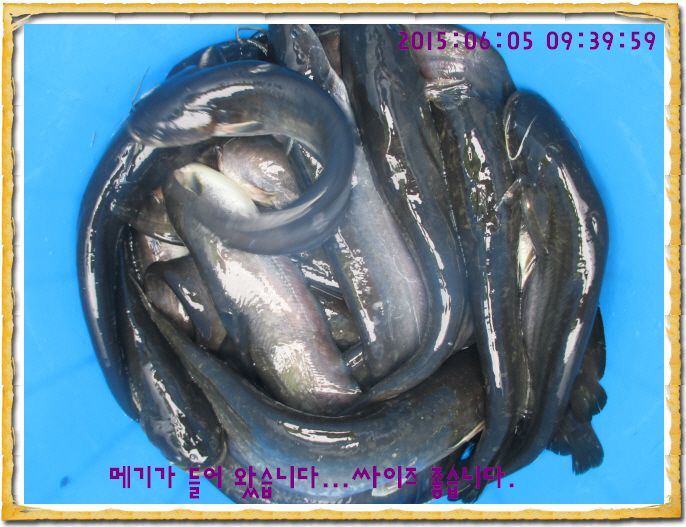 ٹ̱_IMG_2004.JPG