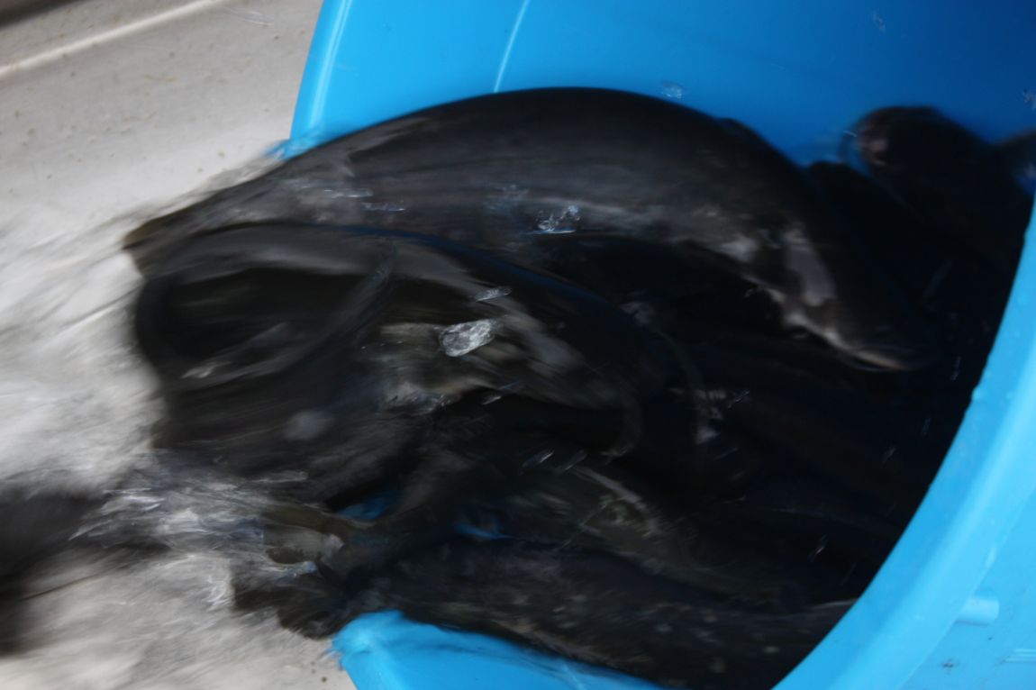 6��7�� 010.JPG