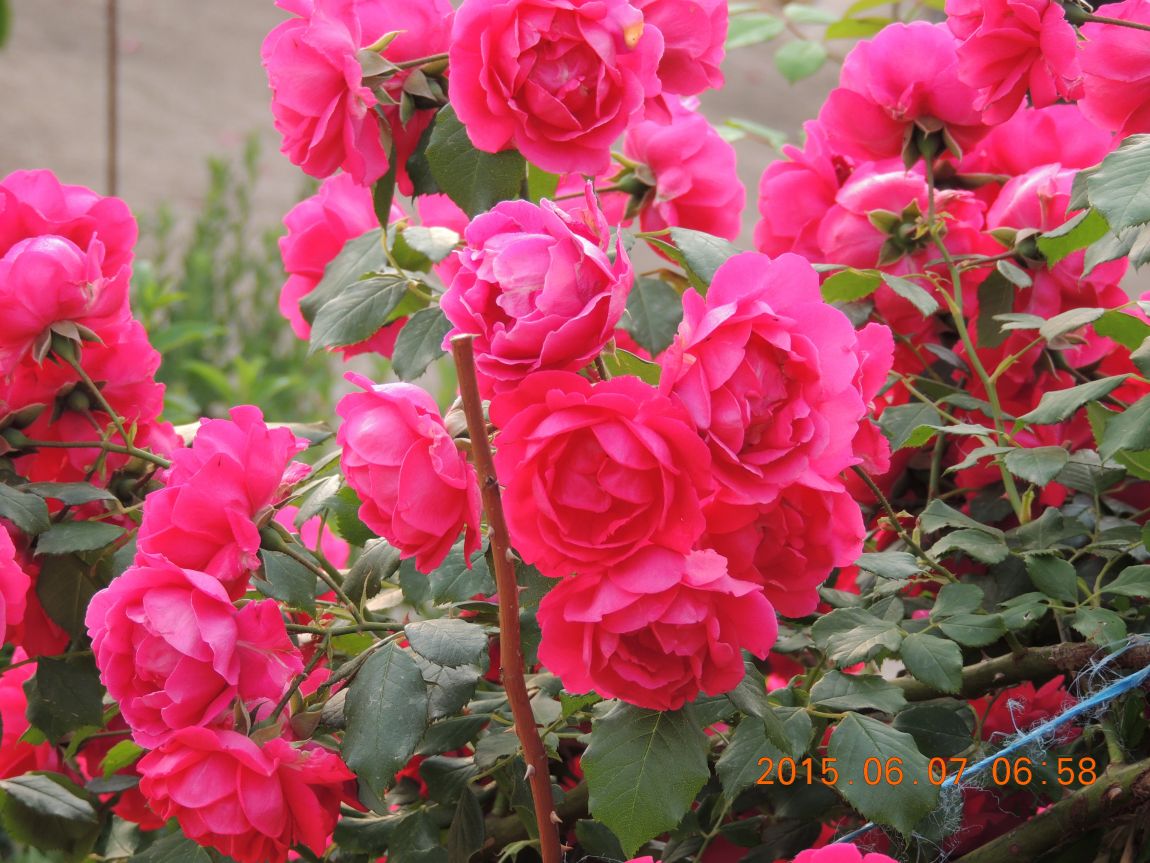 DSCN6753.JPG