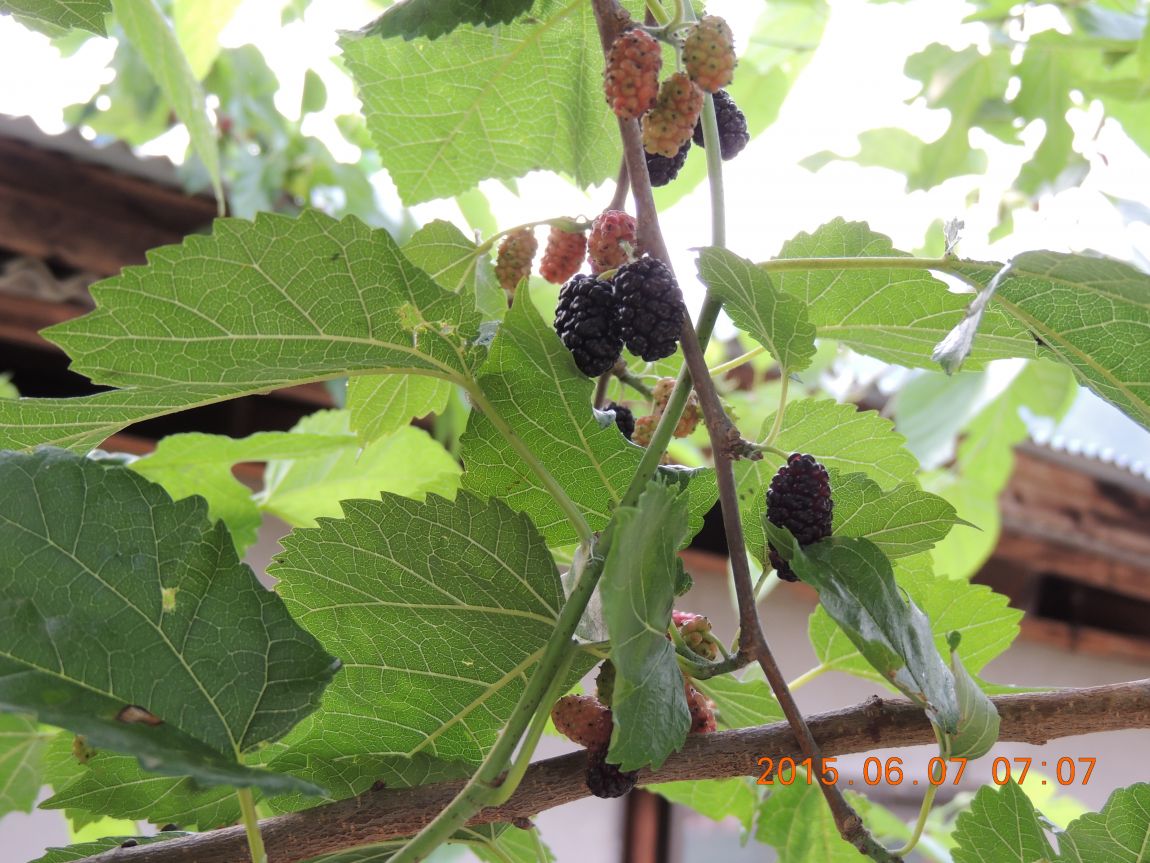 DSCN6757.JPG