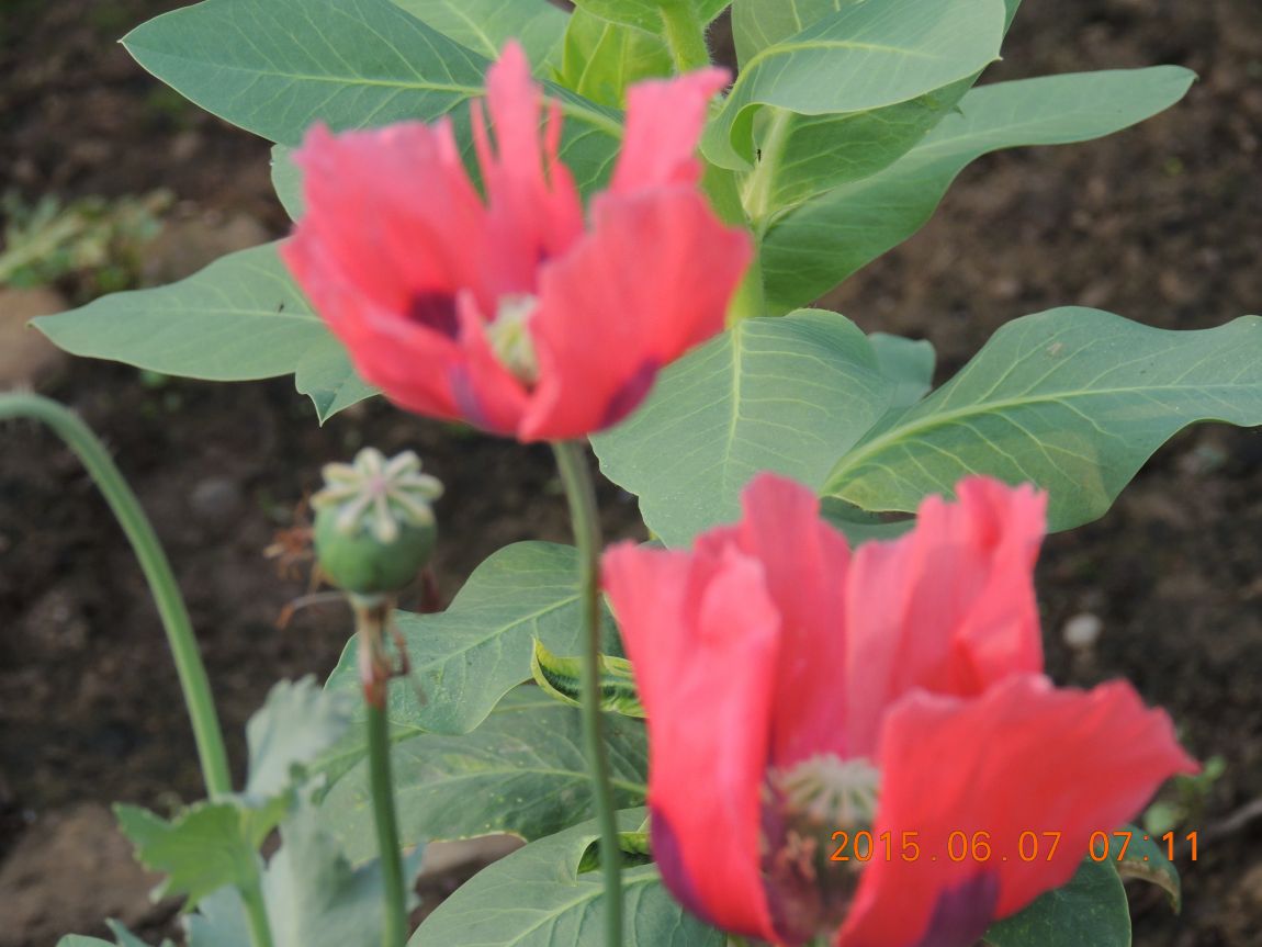 DSCN6758.JPG