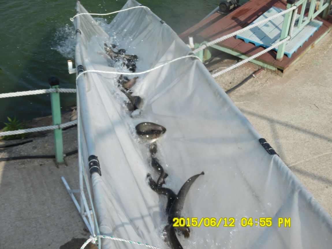 6��11��~12�� 042.JPG