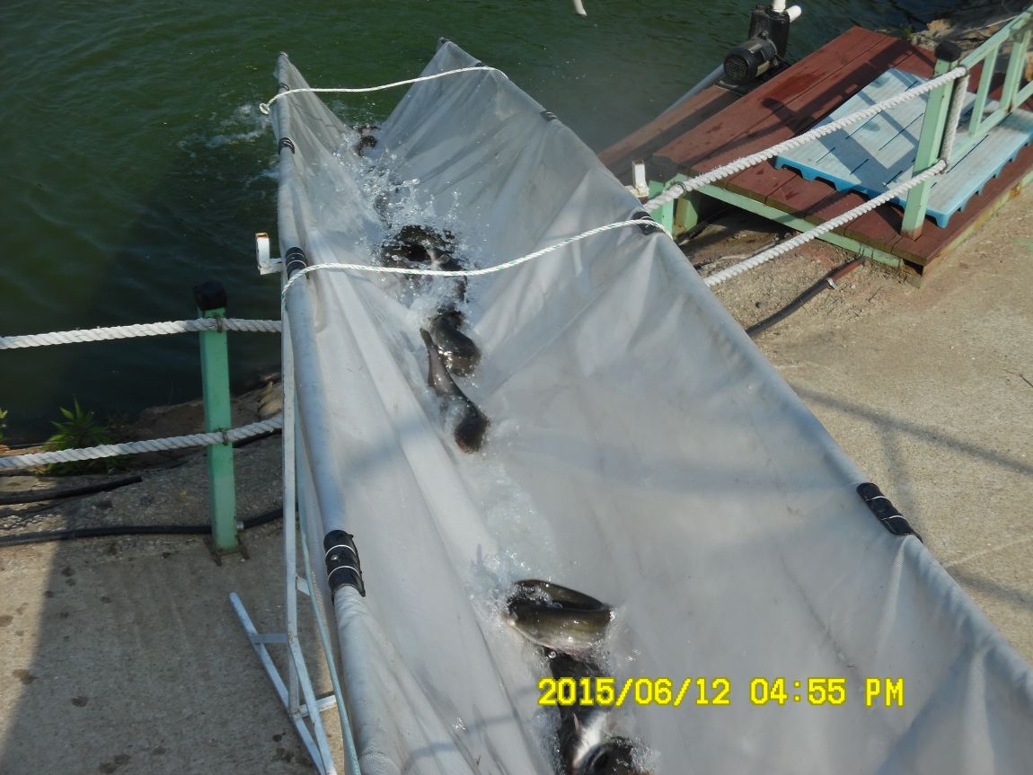 6��11��~12�� 043.JPG