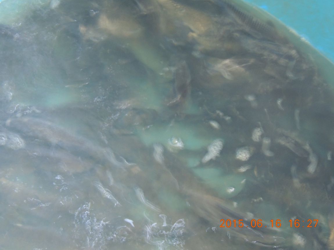 DSCN7254.JPG