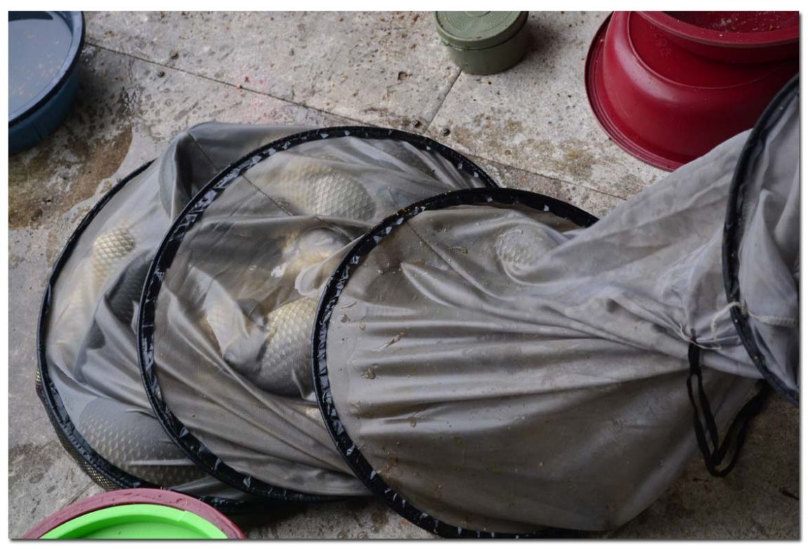 Untitled-1 copy 9.jpg