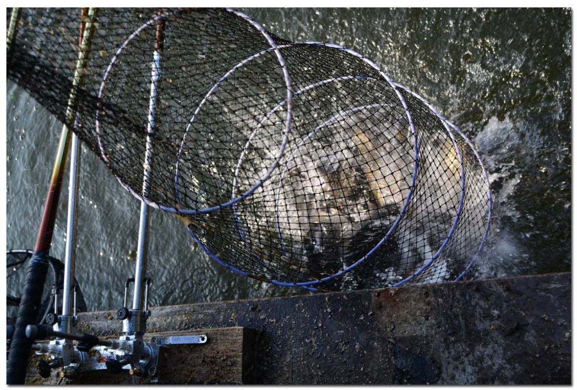 Untitled-1 copy 2.jpg