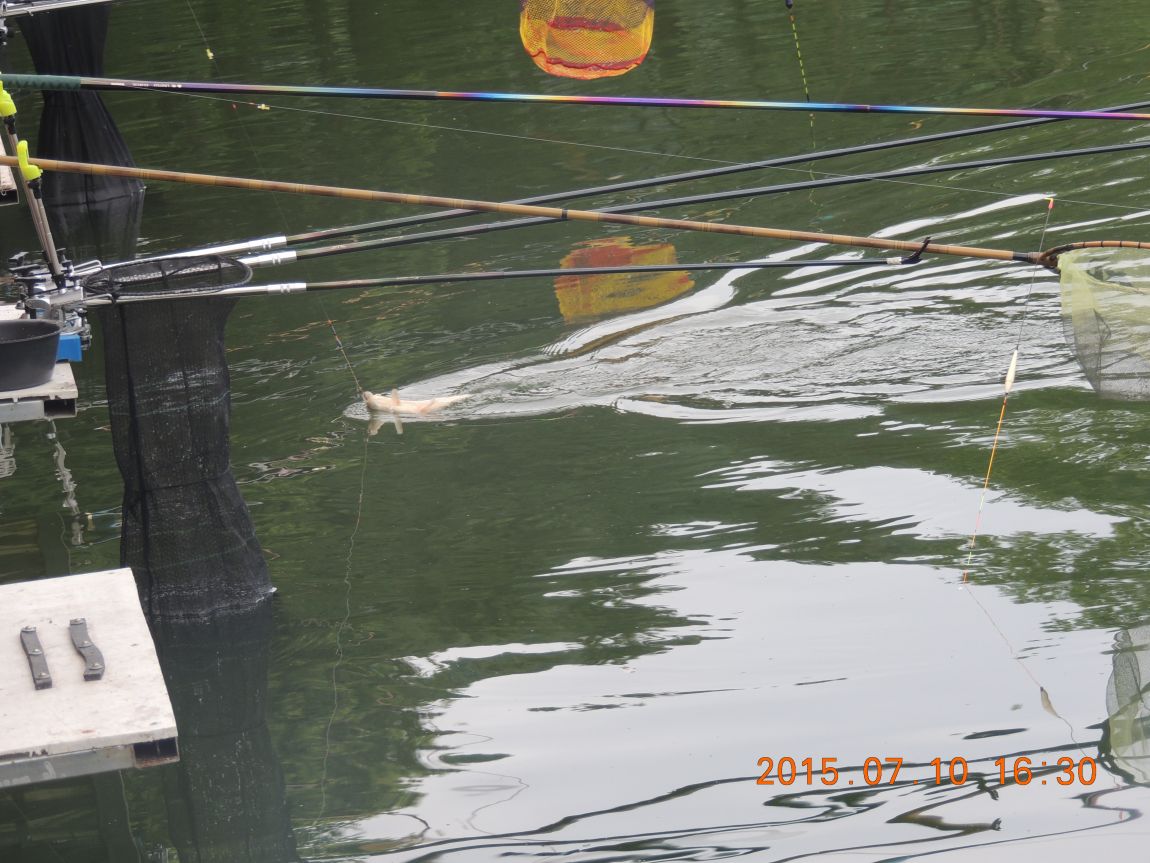 DSCN8546.JPG