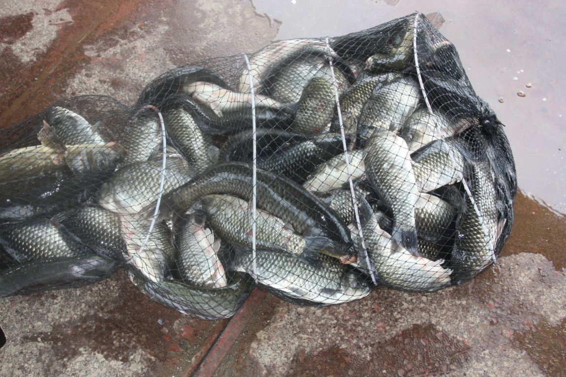 7¿ùµÎ°ÁÖ Á¶È² 183.JPG