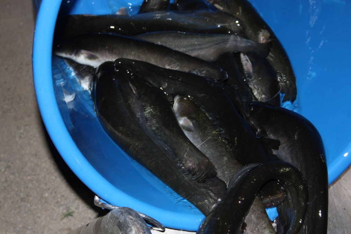 7¿ùµÎ°ÁÖ Á¶È² 005.JPG