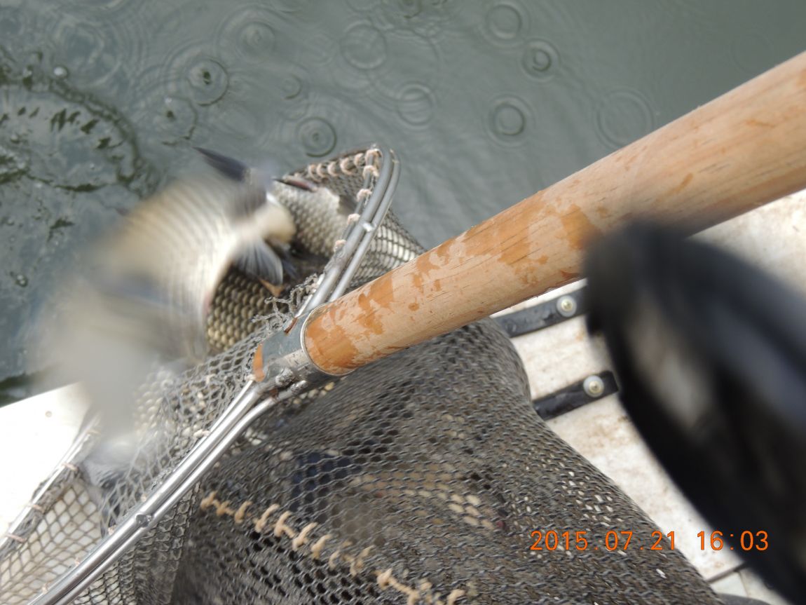 DSCN9231.JPG