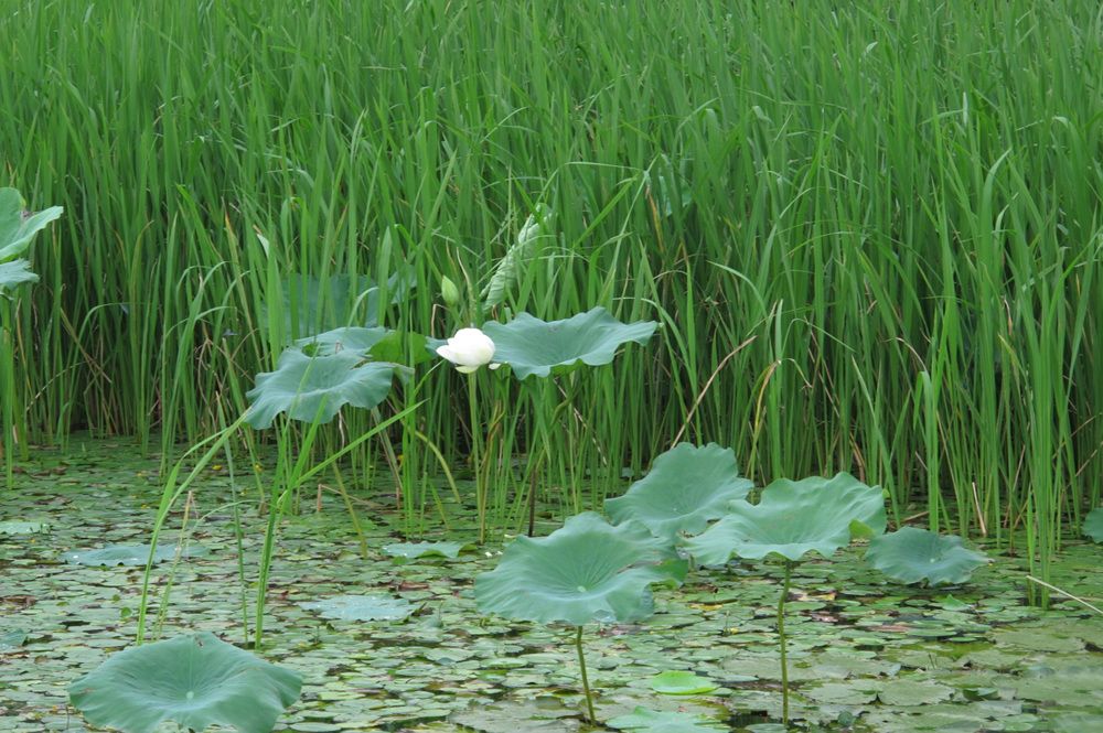 15��7��21�� 022.jpg