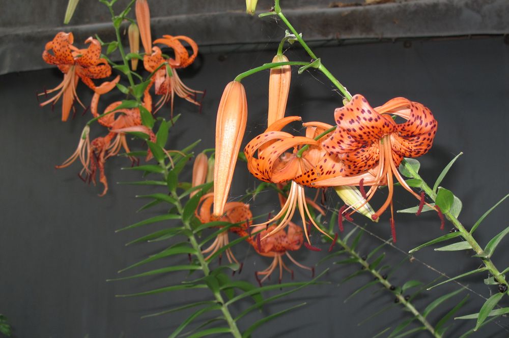 15��7��21�� 018.jpg