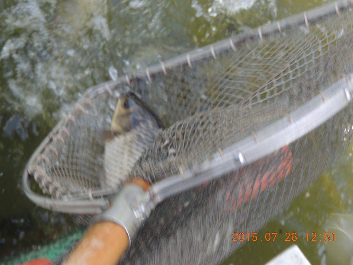 DSCN9527.JPG