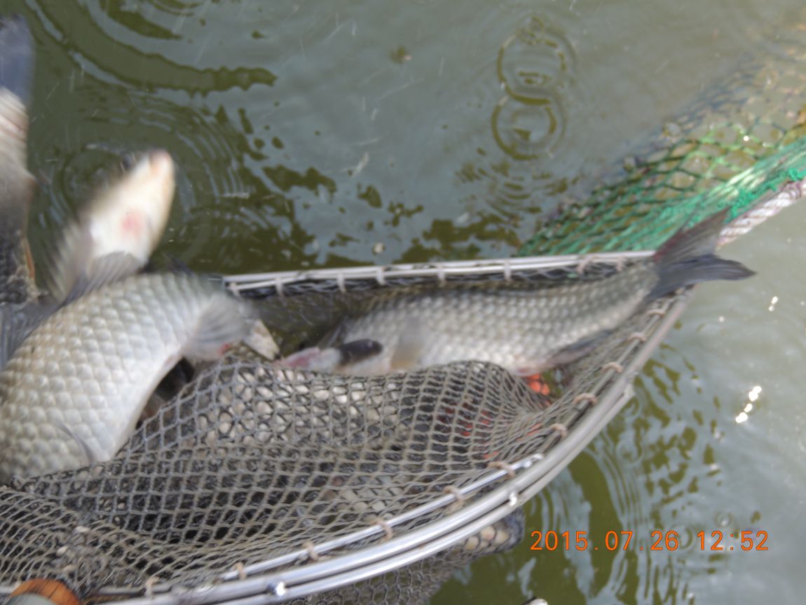 DSCN9529.JPG