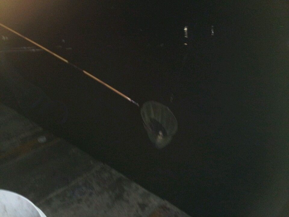 1438306281967.jpeg