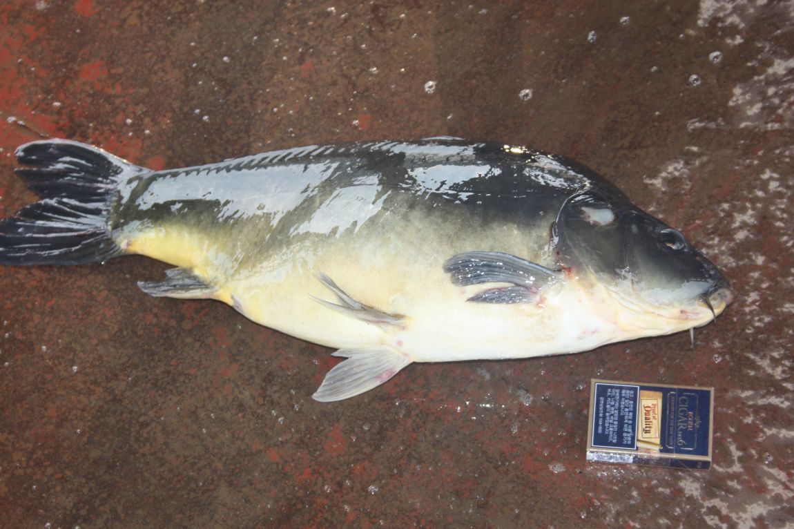 8¿ù2ÀÏ Ã¹ÁÖ ÈÞÀÏ 053.JPG