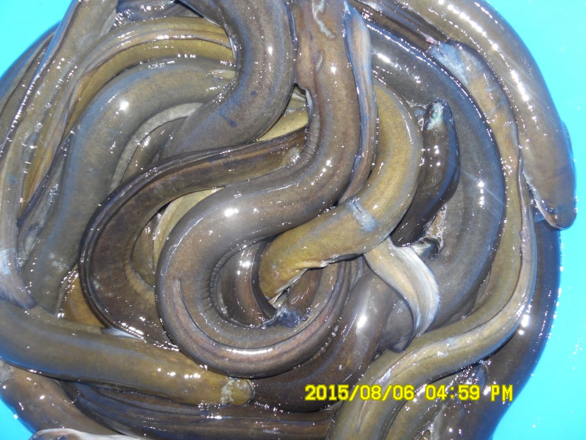 8��5��~6�� 021.JPG