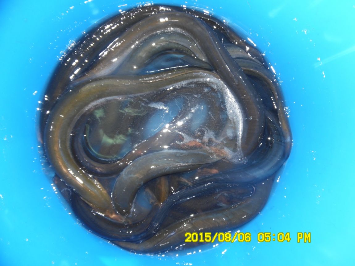 8��5��~6�� 025.JPG