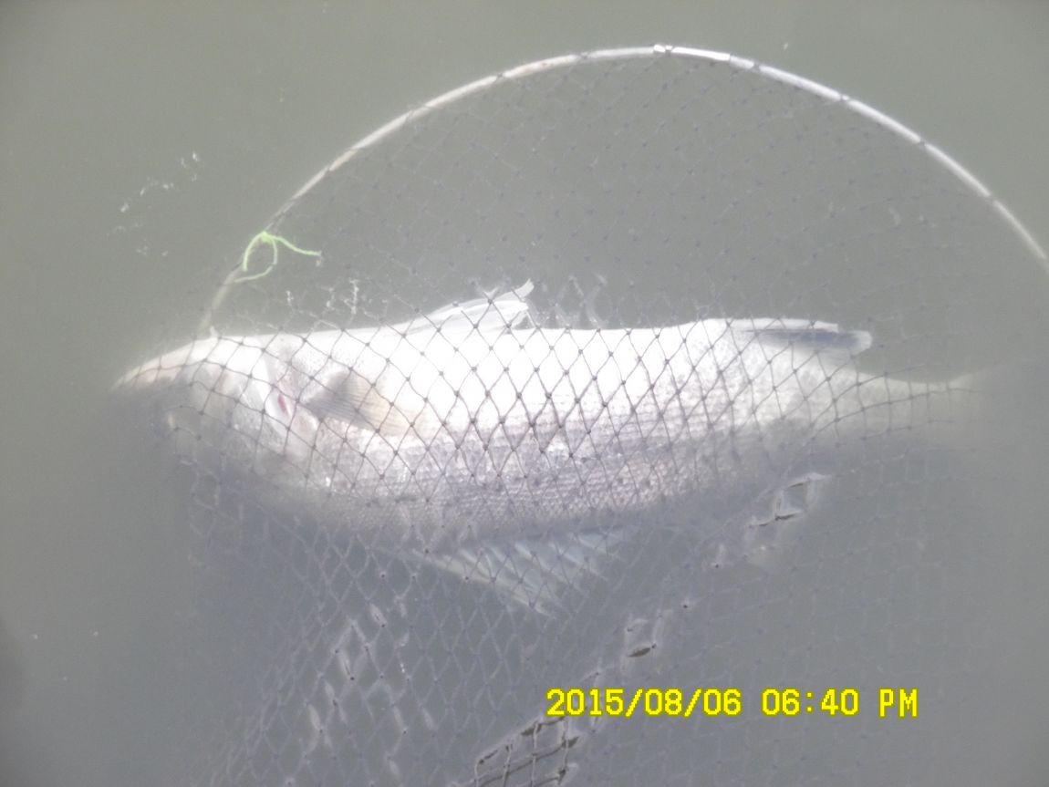 8��5��~6�� 035.JPG