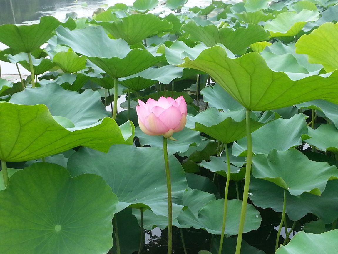 20150810_111531.jpg
