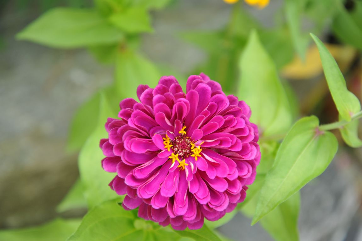 DSC_2943.JPG