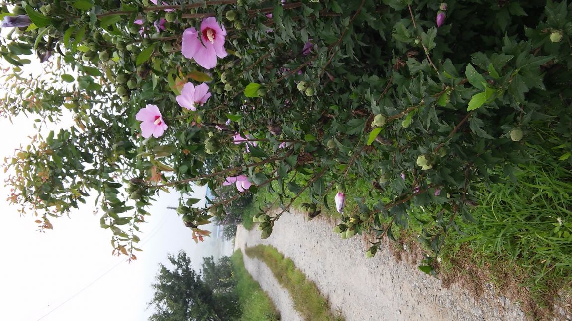 20150816_090549.jpg