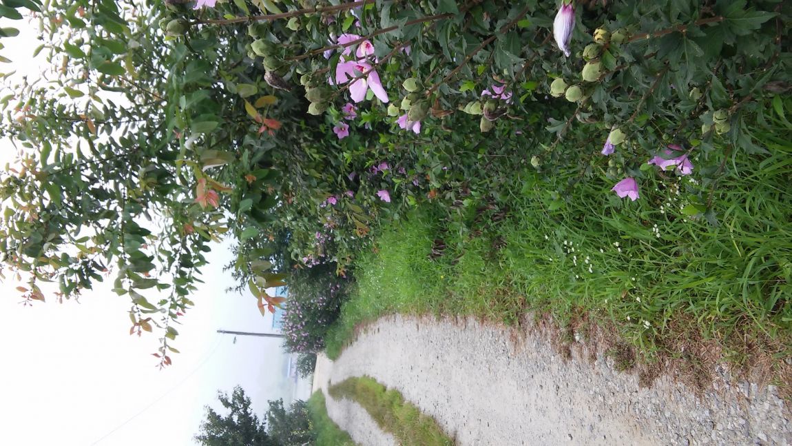 20150816_090600.jpg