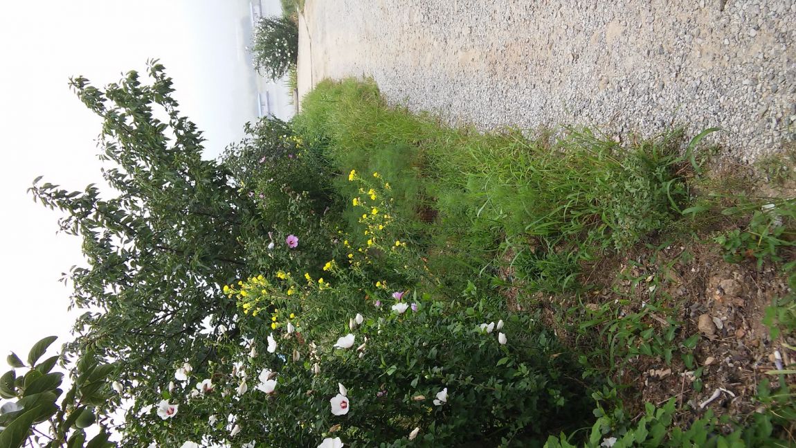 20150816_090656.jpg