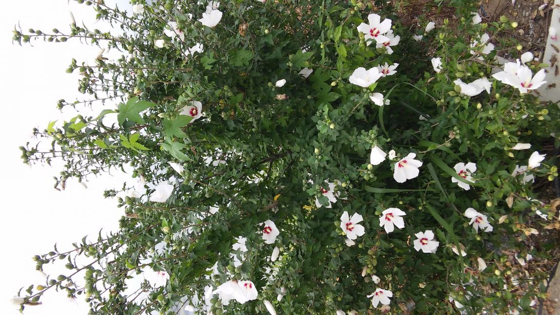20150816_090833.jpg