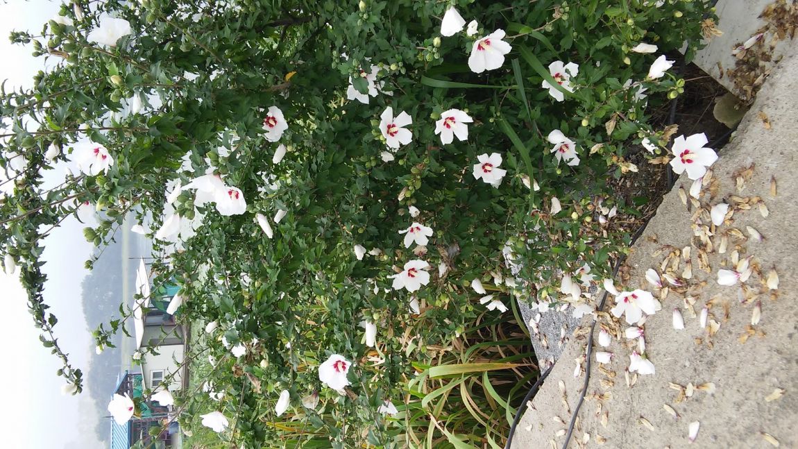 20150816_090906.jpg