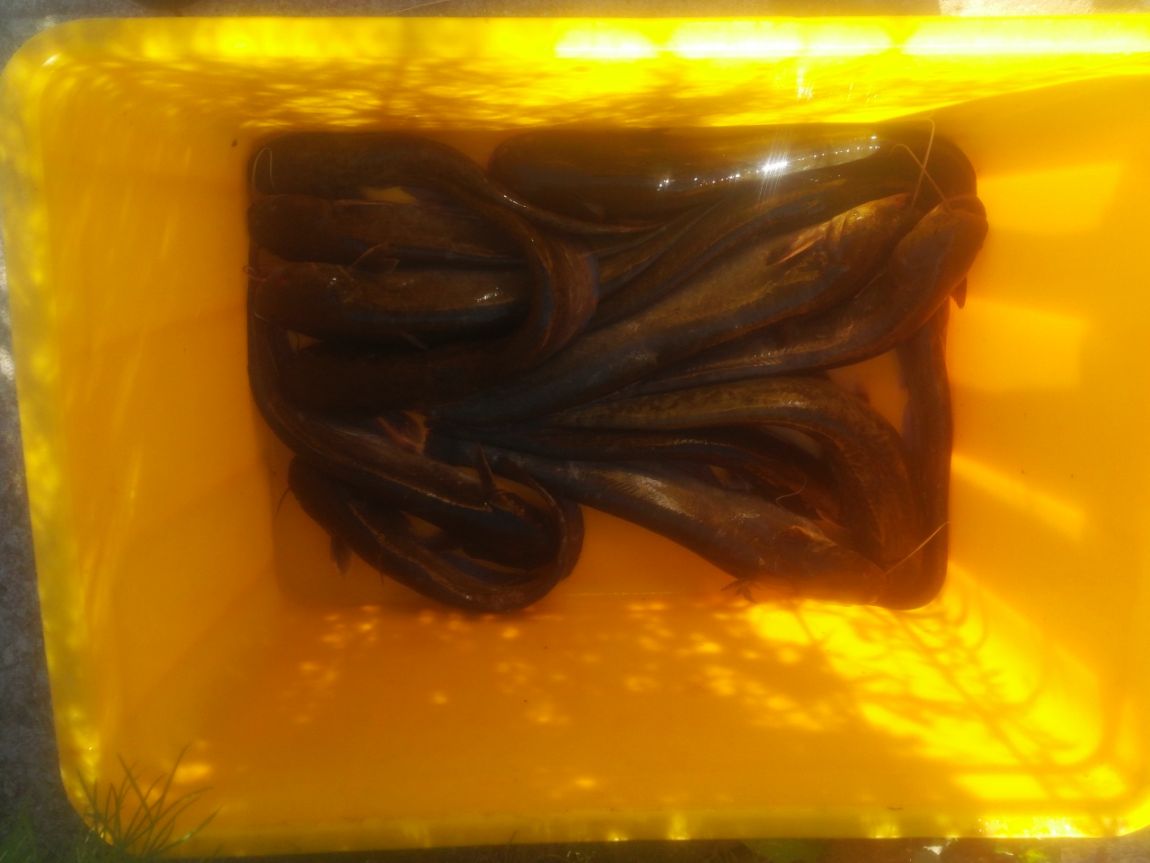 dk 001.jpg