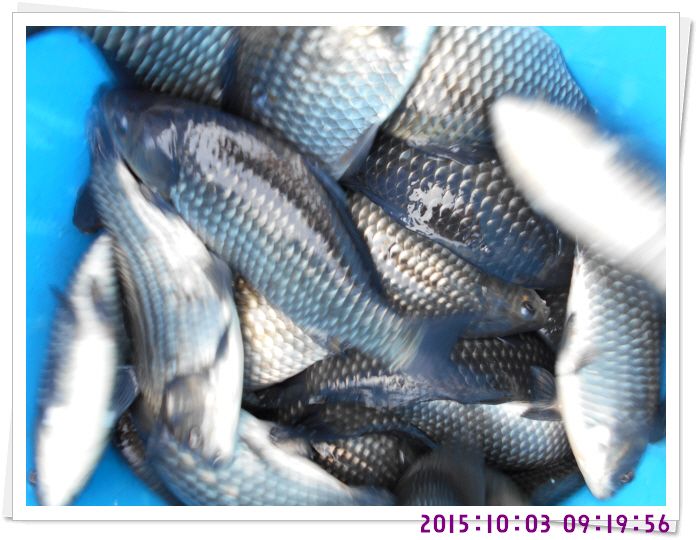 �ٹ̱�_DSCN0365.JPG