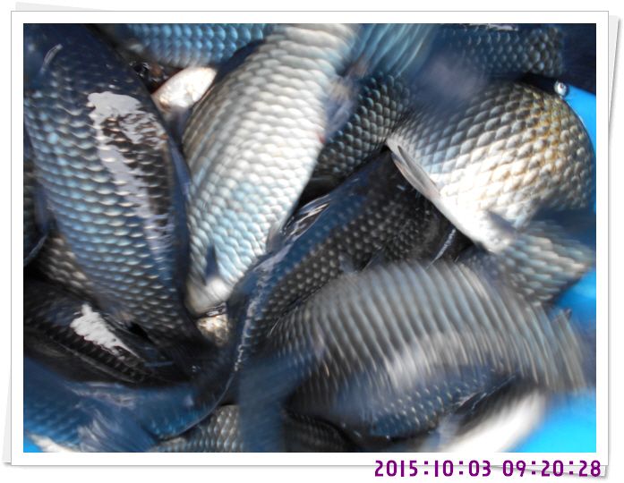 �ٹ̱�_DSCN0366.JPG