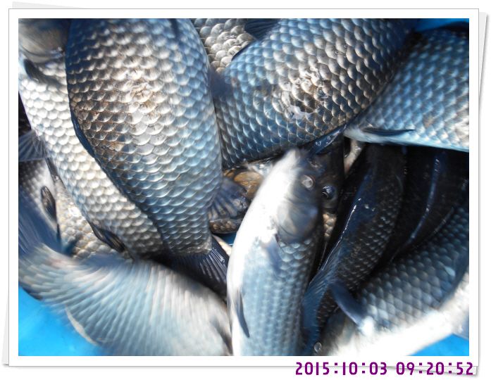 �ٹ̱�_DSCN0368.JPG