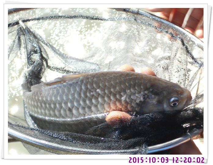 �ٹ̱�_DSCN0372.JPG