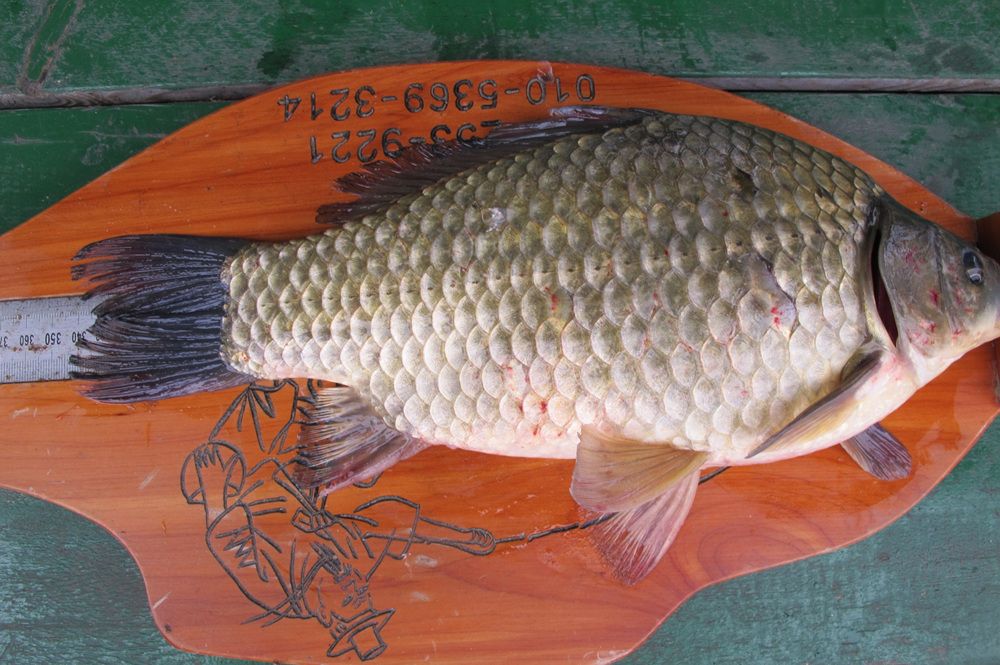 15��10��8 009.jpg