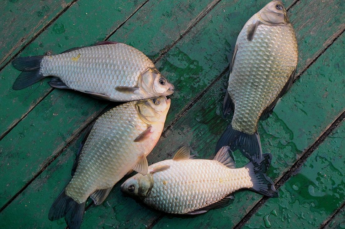 ²Ù¹Ì±â_15³â10¿ù8 413.jpg