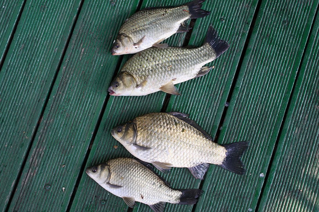 ²Ù¹Ì±â_15³â10¿ù8 444.jpg