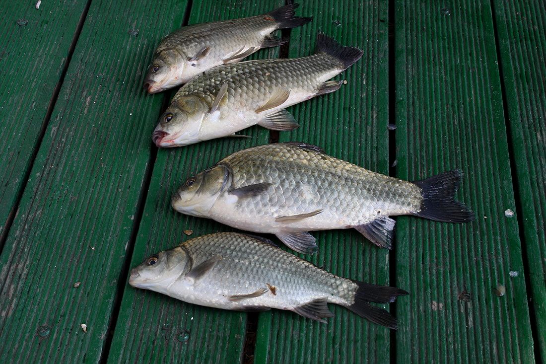 ²Ù¹Ì±â_15³â10¿ù8 447.jpg